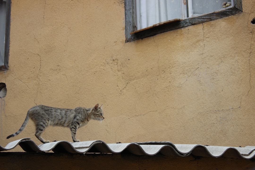 Cat Festival
