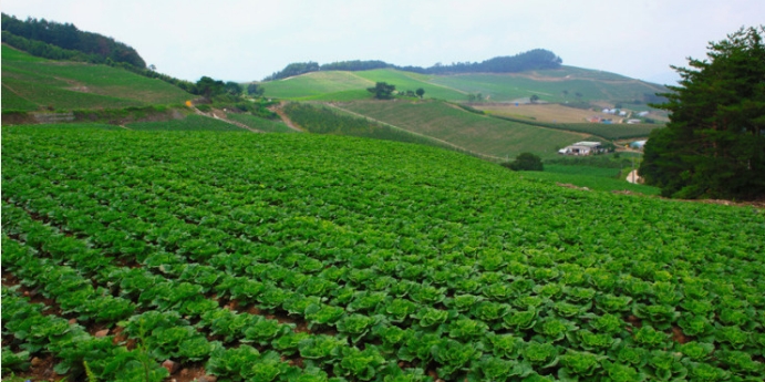 2024 농협 하나로 마트 절임배추 예약