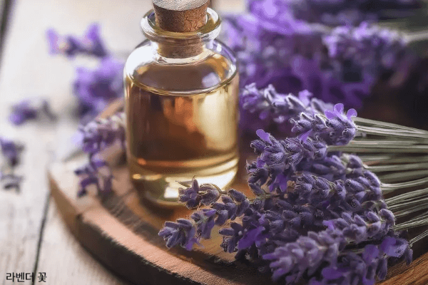 라벤더꽃