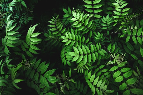 집도 사계절! 계절에 따른 식물 선택 및 관리 팁