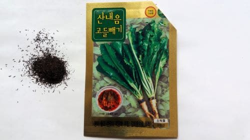 고들빼기-재배법-재배시기-파종시기-심는시기-발아시기-수확시기
