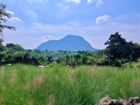 제주 핑크뮬리 명소 마노르블랑
