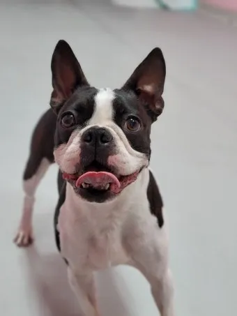 보스턴 테리어 애교만점 강아지 특징_12