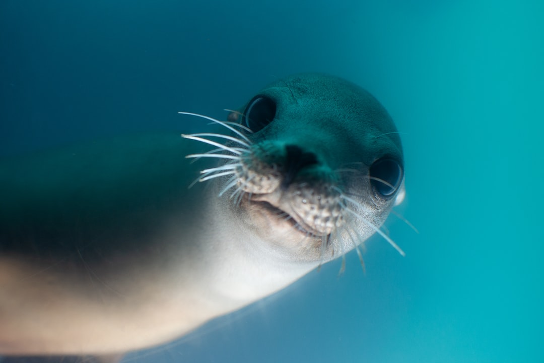 Seal