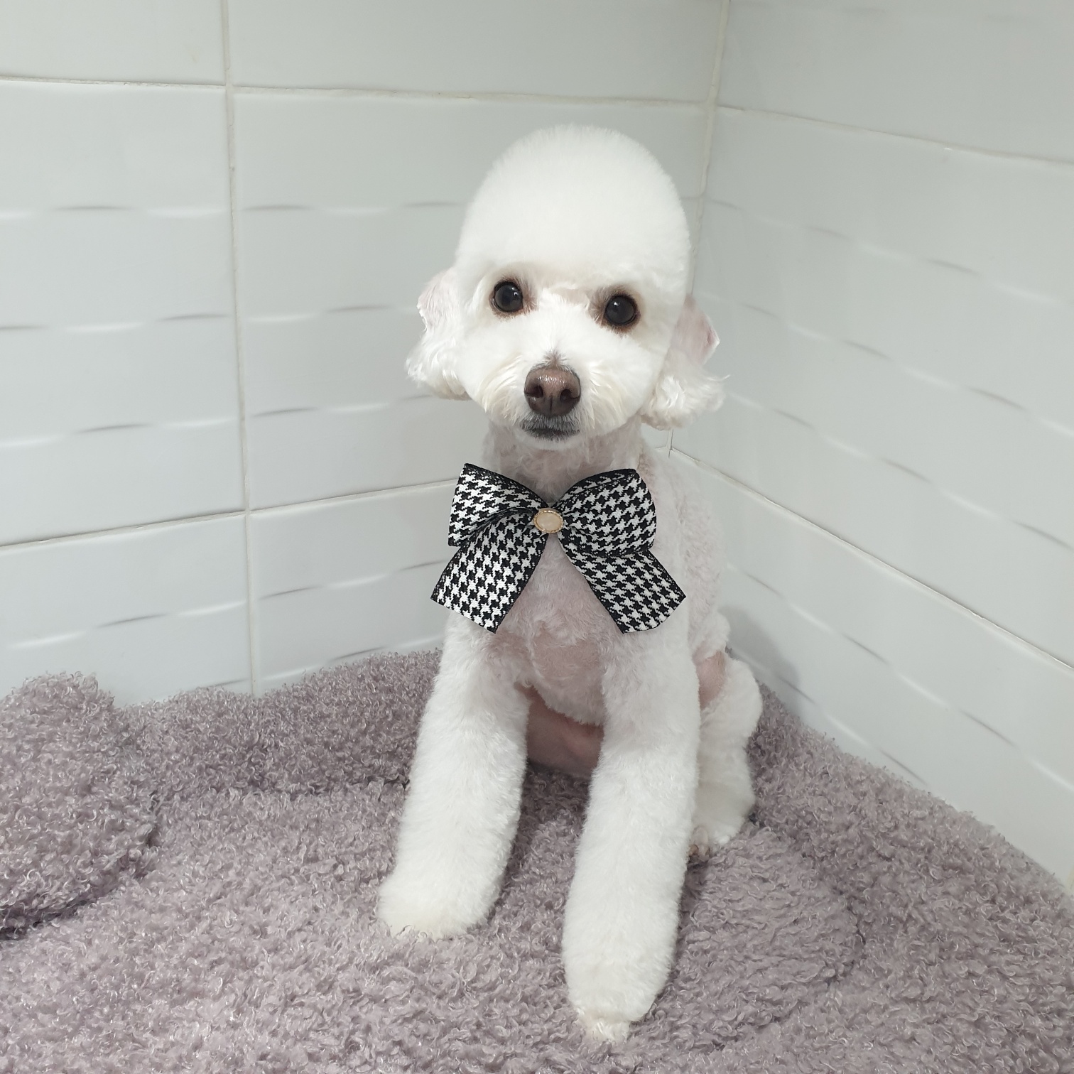 성견 사료량 계산 참고 자료