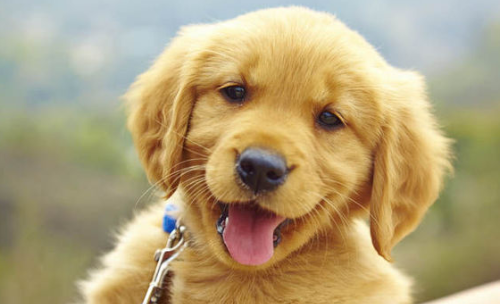 강아지 중성화수술