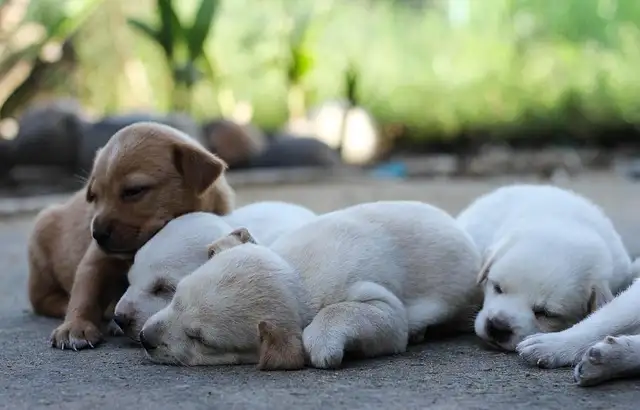 강아지 농장 나들이 꿀팁 & 후기 모음 (입장료, 체험 정보 총정리)