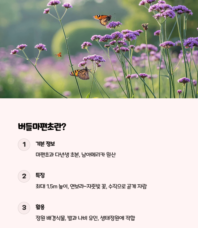 버들마편초