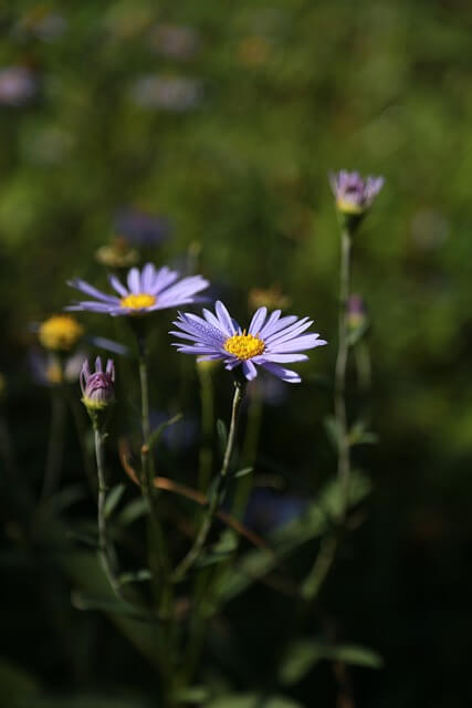 구절초 효능 꽃 꽃말