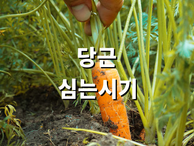 당근심는시기