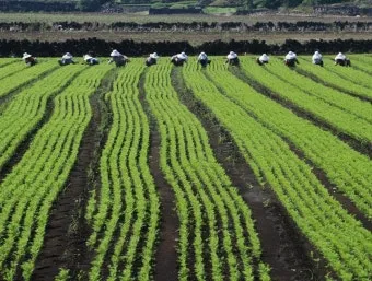 당근 재배 씨 뿌리기 토심 확보 잡초 관리_6