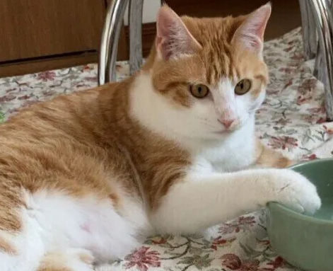 마시는 물의 양이 적으면 병에 걸릴 위험도! 고양이에게 자꾸 물을 먹이기 위한 세 가지 궁리