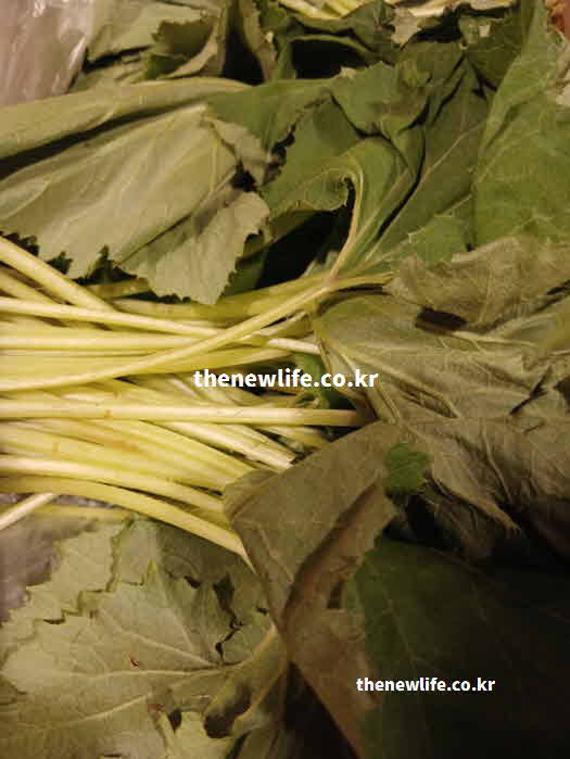 머위 효능 부작용 간 독성