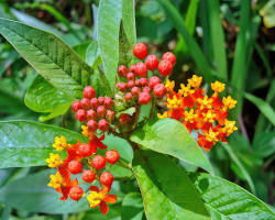 아스클레피아스(금관화) 이미지 사진