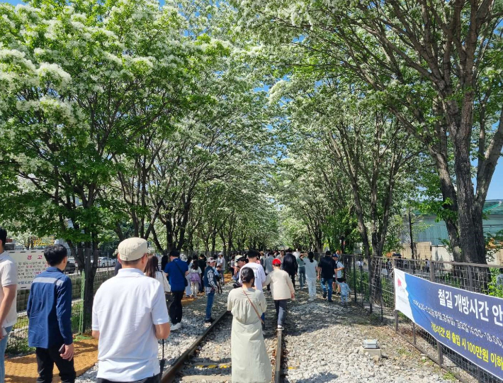 2025 전주 이팝나무 장터 축제 즐길거리, 문화 체험, 맛있는 쉼표 관련 이팝나무 꽃이 핀 전주시 팔복동 철길 사진