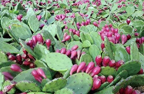 천년초 가루부터 생잎 즙까지 먹는법