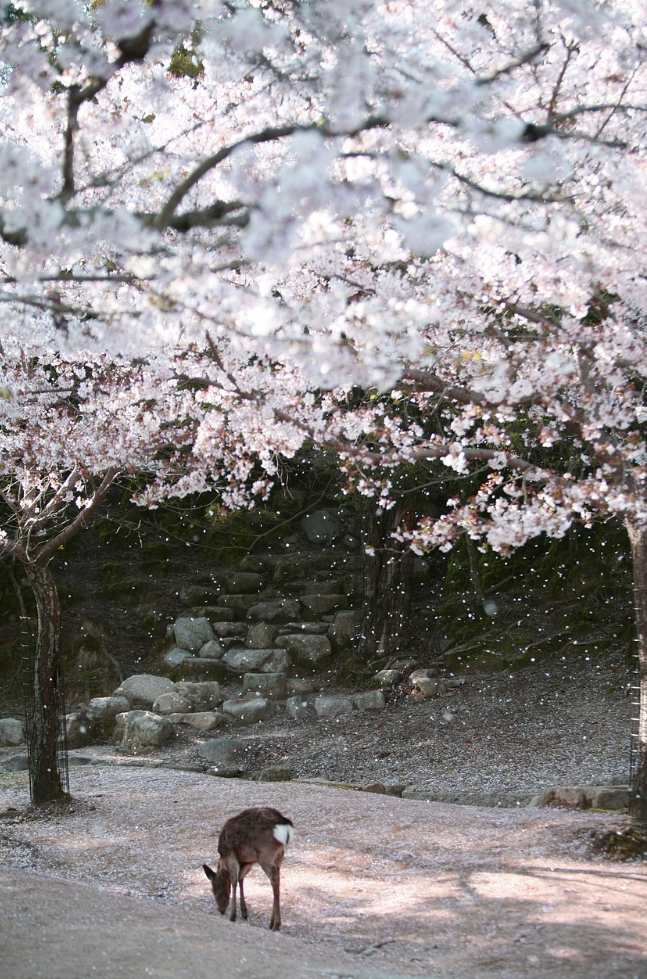 일본에서 꼭 사와야 하는 돈키호테 추천템 - 헤어 & 바디편