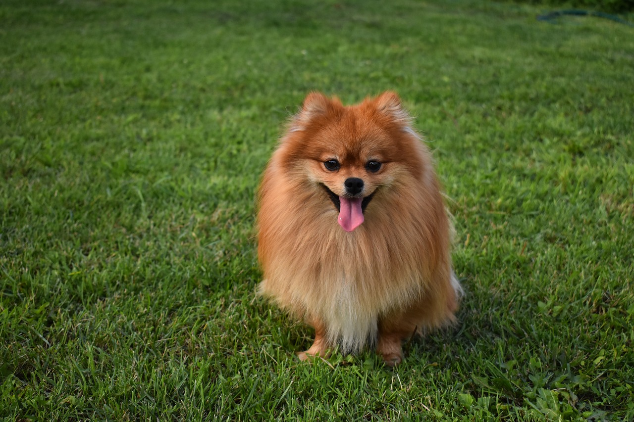 Pomeranian,포메라니안