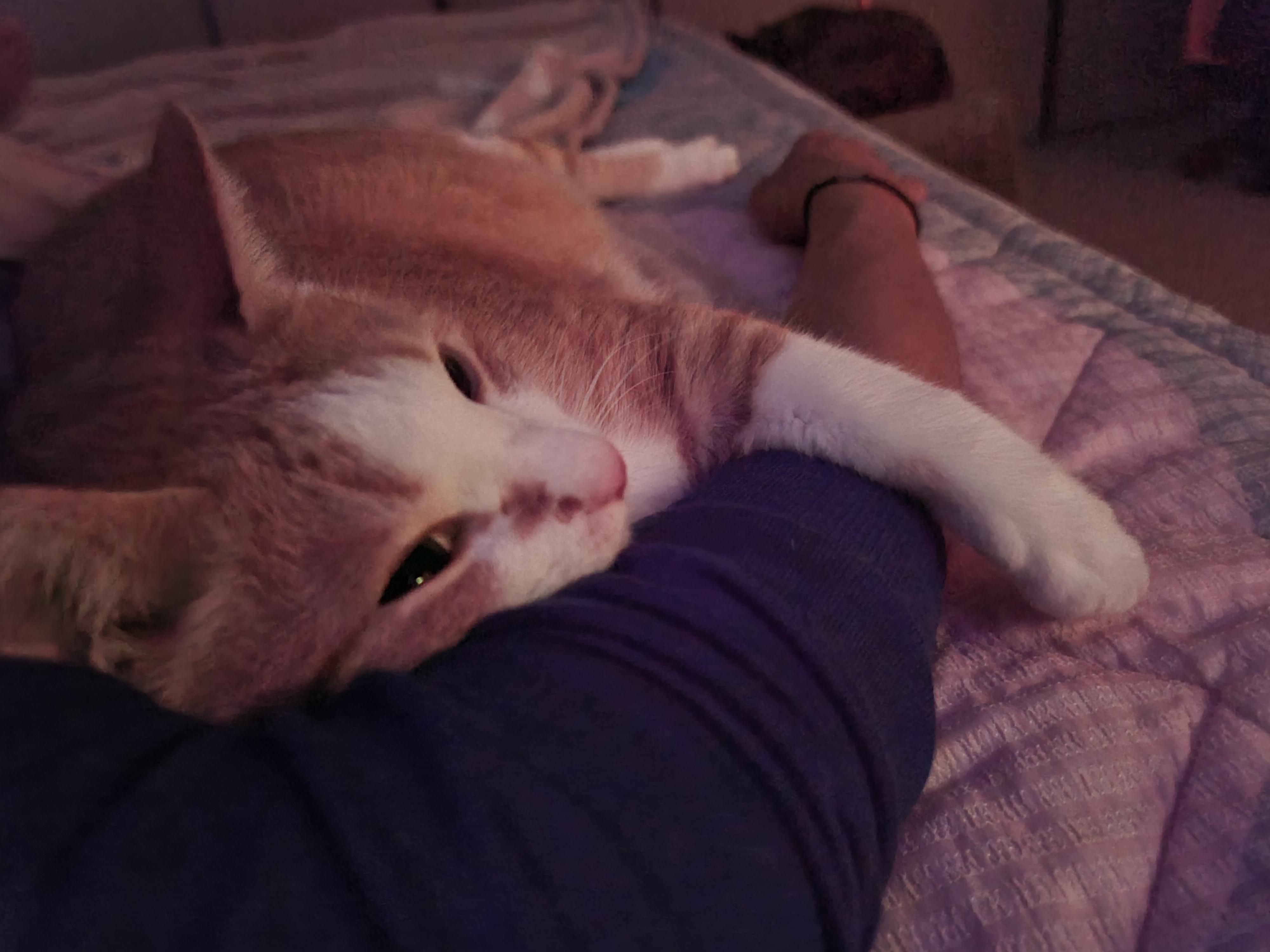 우리 이러고 자요~ 이런고양이 집에 한마리씩은 있잖아요?