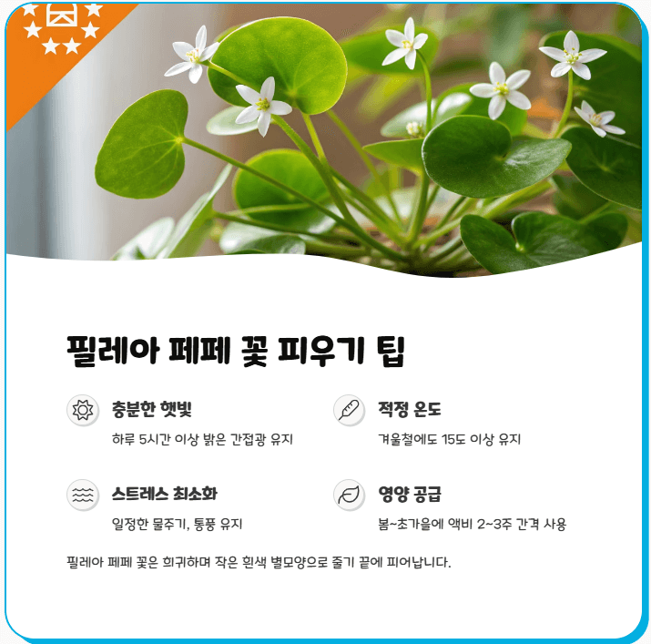 필레아 페페