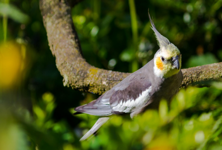 1인 가구 앵무새 관리법
