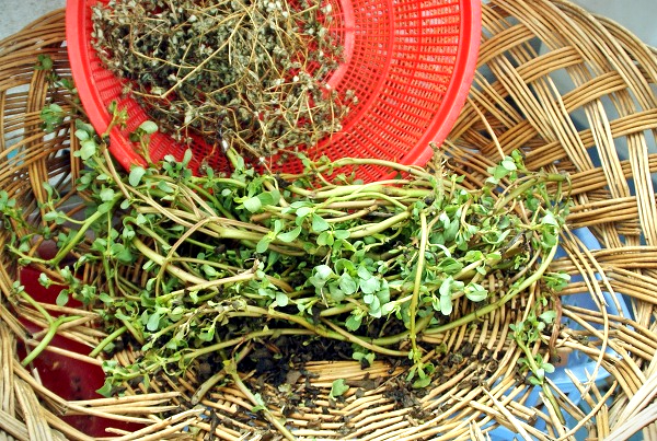 마르지 않는 쇠비름