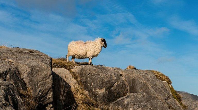 칼라니 국립공원 사진
