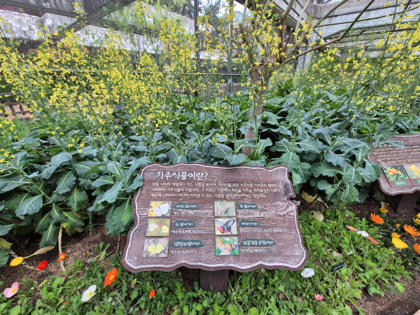 나비정원 내부, '기주식물이란?' 설명판과 함께 유채꽃처럼 보이는 노란 꽃들이 가득함