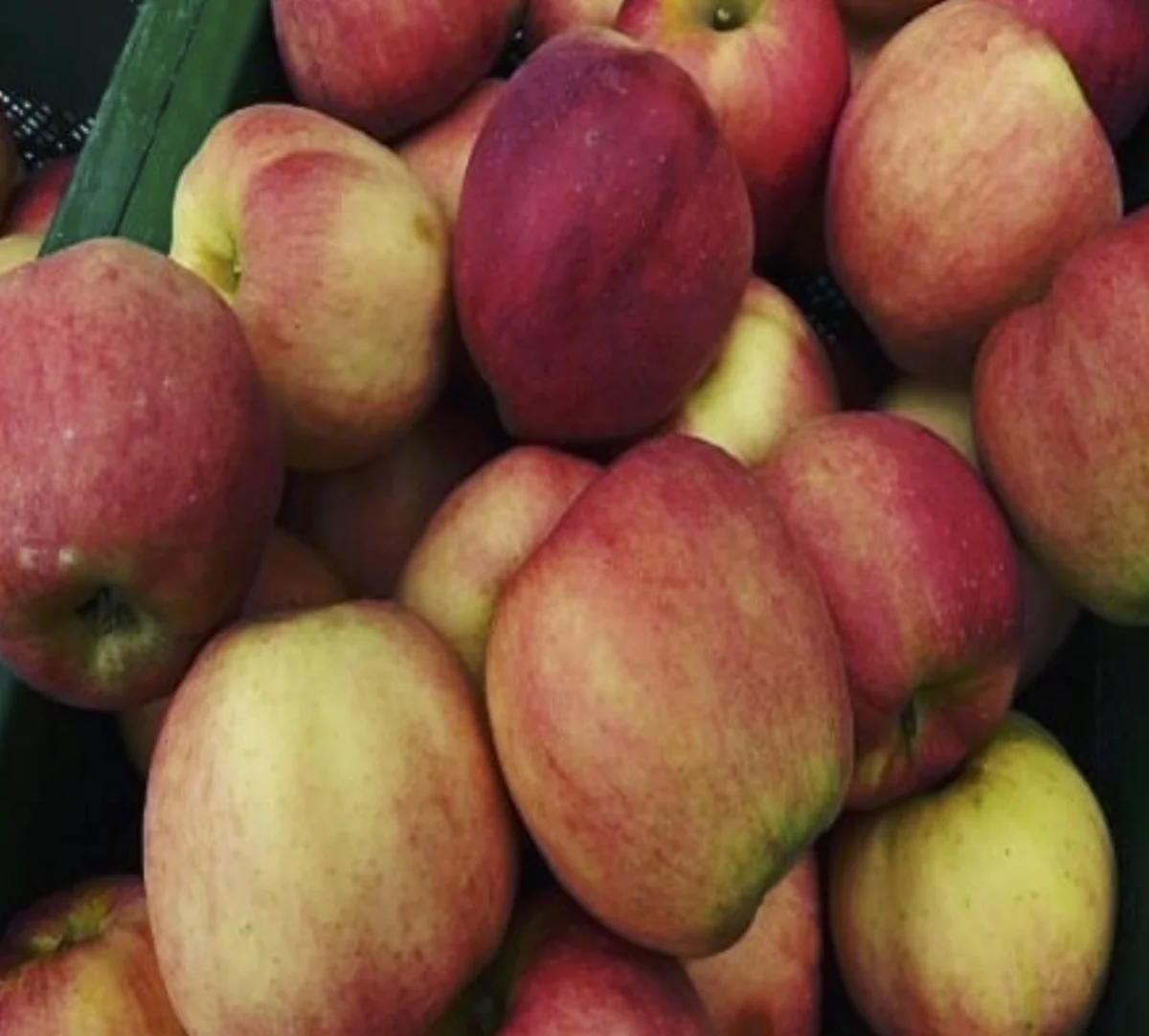 사과농장 - 사과