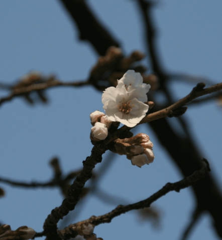 전국 실시간 벚꽃 개화현황 확인하기