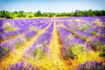 프로방스 비밀 정원 올리브 오일 허브 전통 요리 체험_17