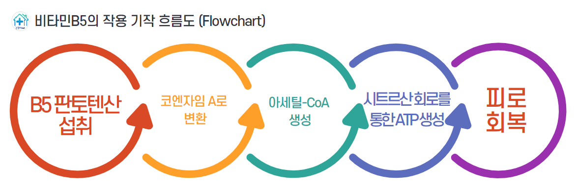 비타민 B5는 코엔자임 A(CoA)의 핵심 구성 성분으로 지방산과 탄수화물이 분해되어 에너지를 생산하는 과정에 필수적입니다. CoA는 아세틸-CoA 형성에 관여하여 시트르산 회로를 통해 에너지를 생성하는 데 중요한 역할을 합니다.