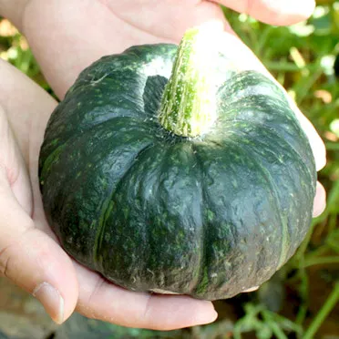 단호박 수확시기와 따는 방법 지역별로 쉽게 알아보는 정보_20