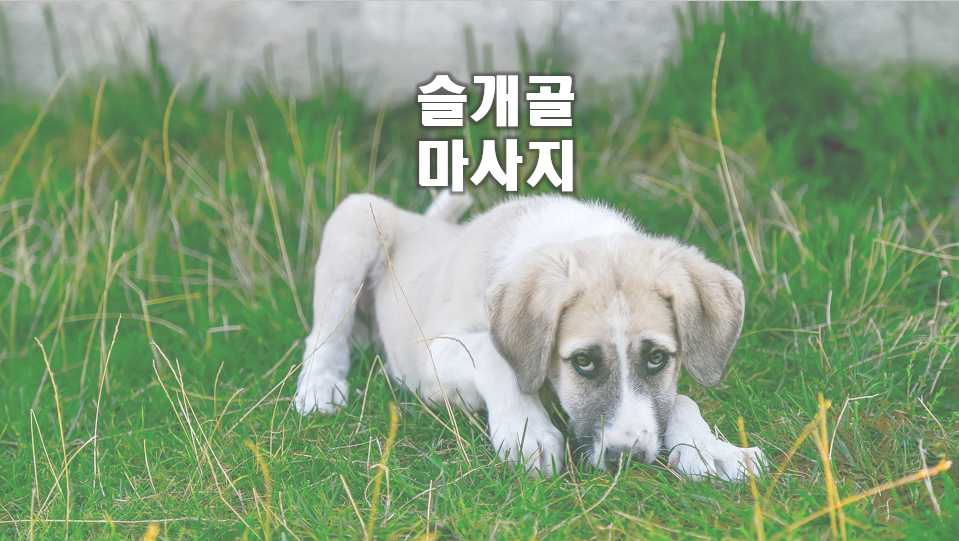 강아지 슬개골 마사지