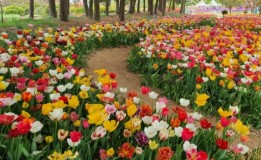 태안 튤립 축제(2025) 일정 맛집 추천관광지 관련 사진