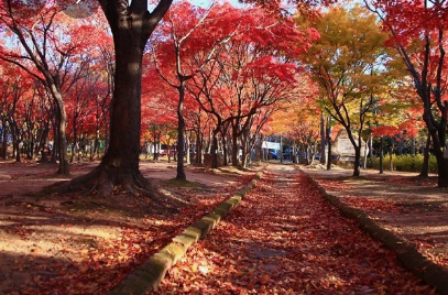 11월 단풍축제 가볼만한곳 BEST 10