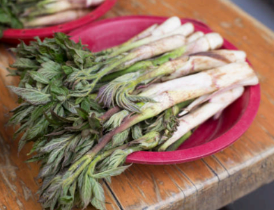 두릅 이미지사진