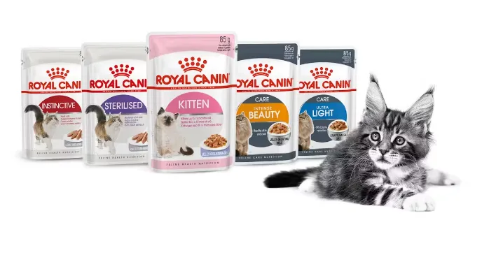 아기고양이-습식사료-추천-로얄캐닌-키튼