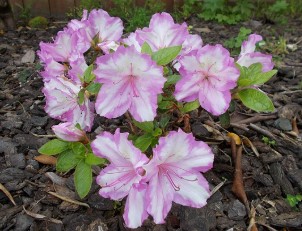 흰색과 분홍빚이 어우러진 철쭉 꽃