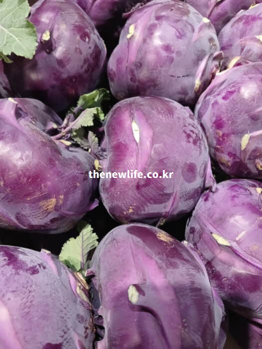 콜라비 효능의 면역력 강화를 돕는 비타민 C가 풍부한 실사진