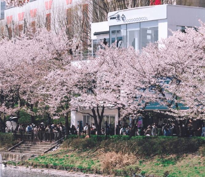 토끼의 정원 서울 무료 전시 벚꽃 시즌