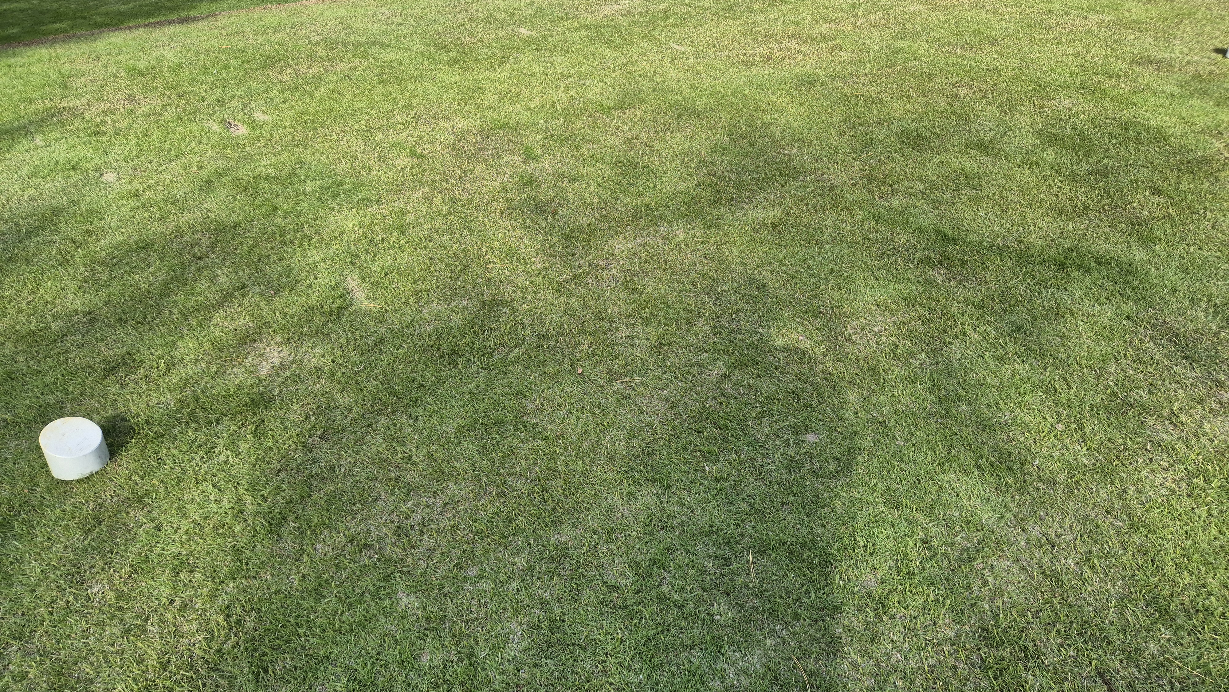 세종에머슨cc 밸리-마운틴 코스 티잉구역 상태