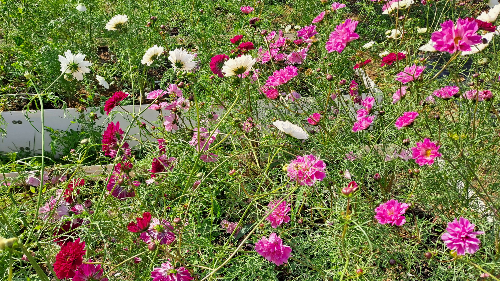 평택_바람새마을_핑크뮬리_명소