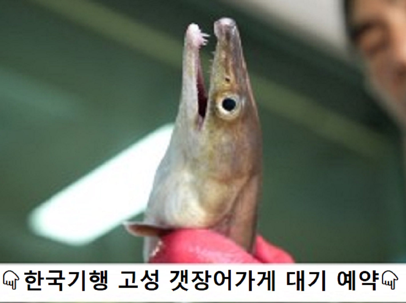 한국기행-고성-갯장어-횟집-차태수