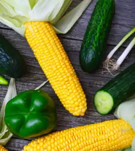 난소화성 말토덱스트린