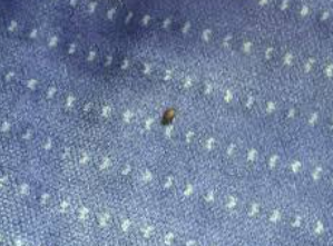 빈대-물린-자국