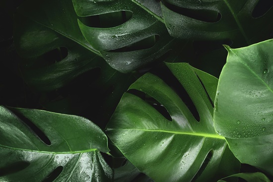 실내 인테리어의 꽃 몬스테라! 키우기/종류/분갈이/물주기/번식