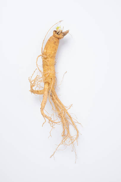 초복-음식-추천-초복-인사말-알아보기