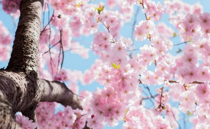 2024 여의도 벚꽃축제