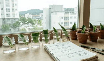 창가 선반 위에 정렬된 산세베리아 잎꽂이 병들과 그 옆에 번식 날짜 및 뿌리 발달 상태를 정밀하게 기록한 성장 노트의 모습